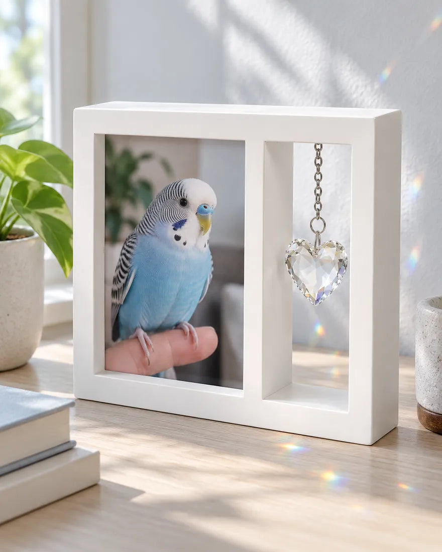 The frame on a desk holding a photo of a blue budgie